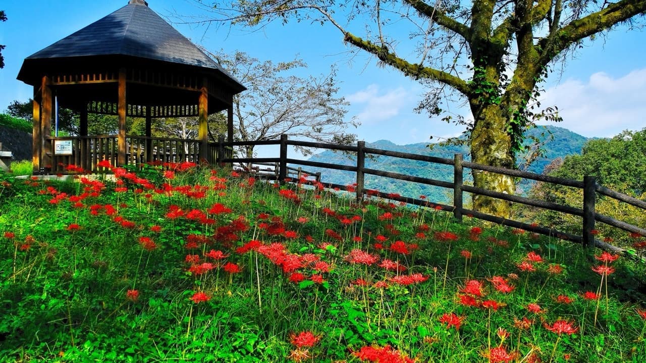 彼岸花の公園