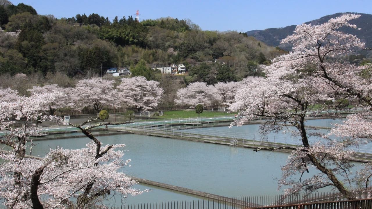 浄水場に 桜咲く