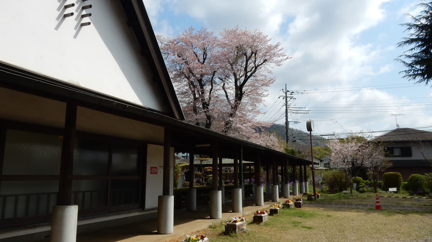 尾崎記念館と桜