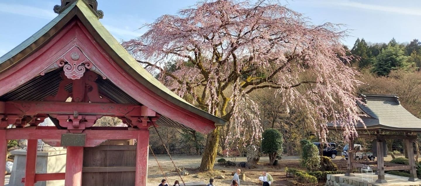 雲居寺のしだれ桜