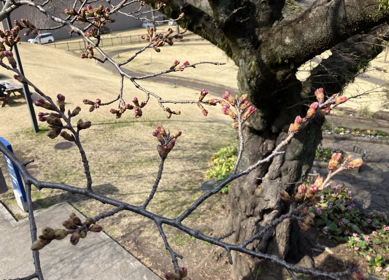 津久井湖城山公園（花の苑地）