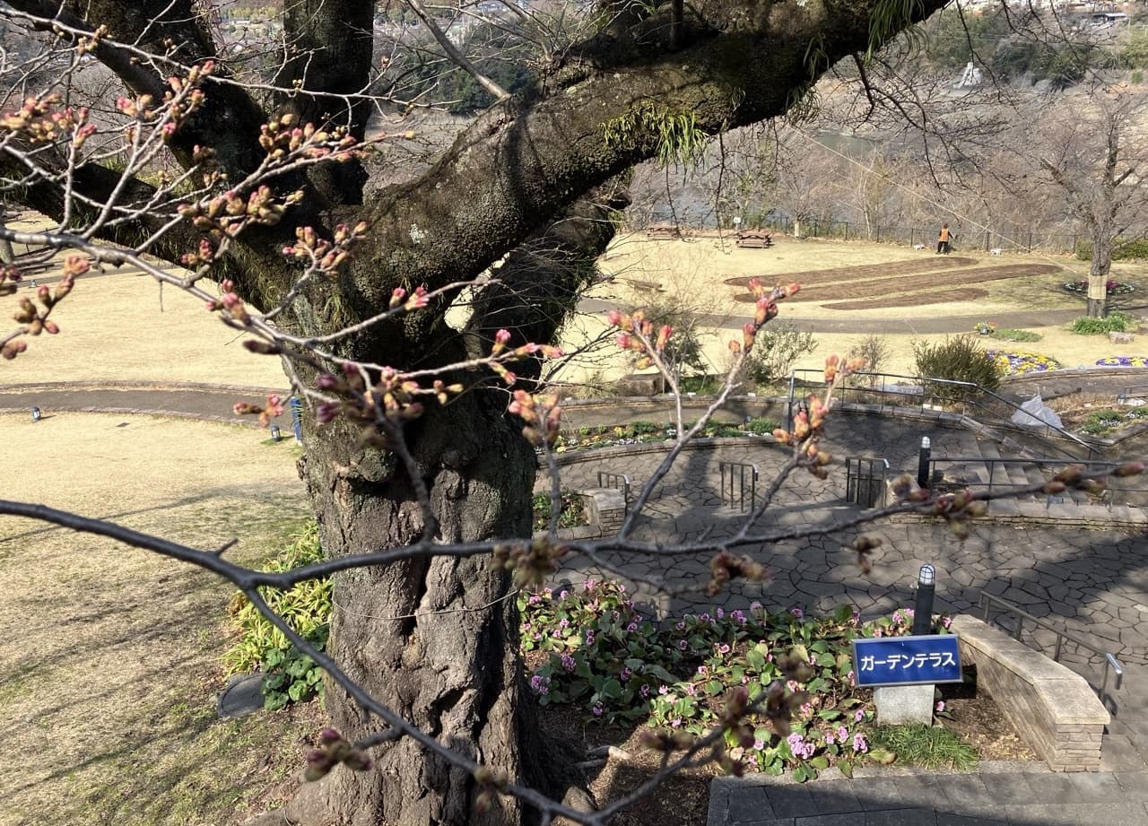 津久井湖城山公園（花の苑地）