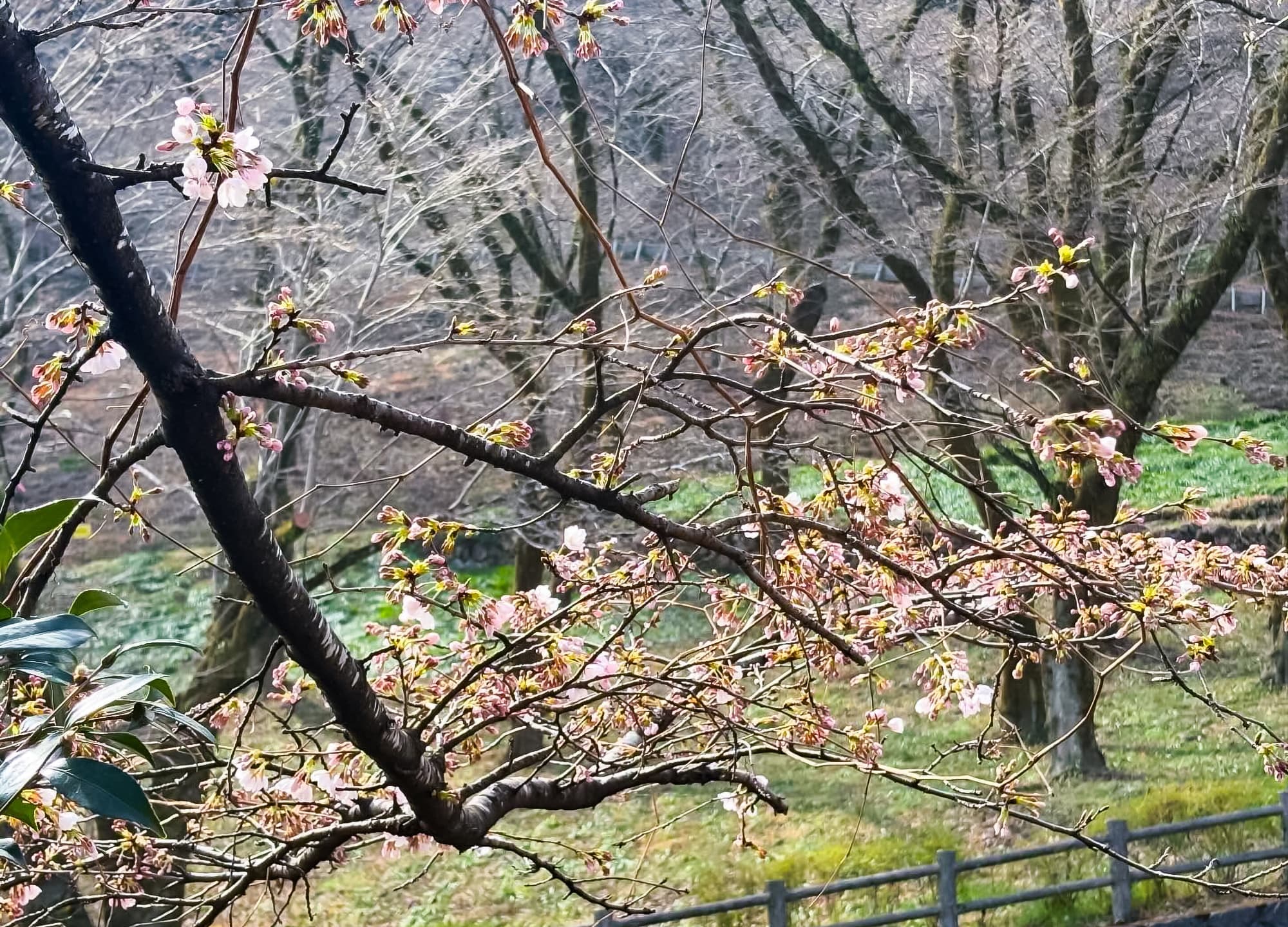 津久井湖城山公園（花の苑地）
