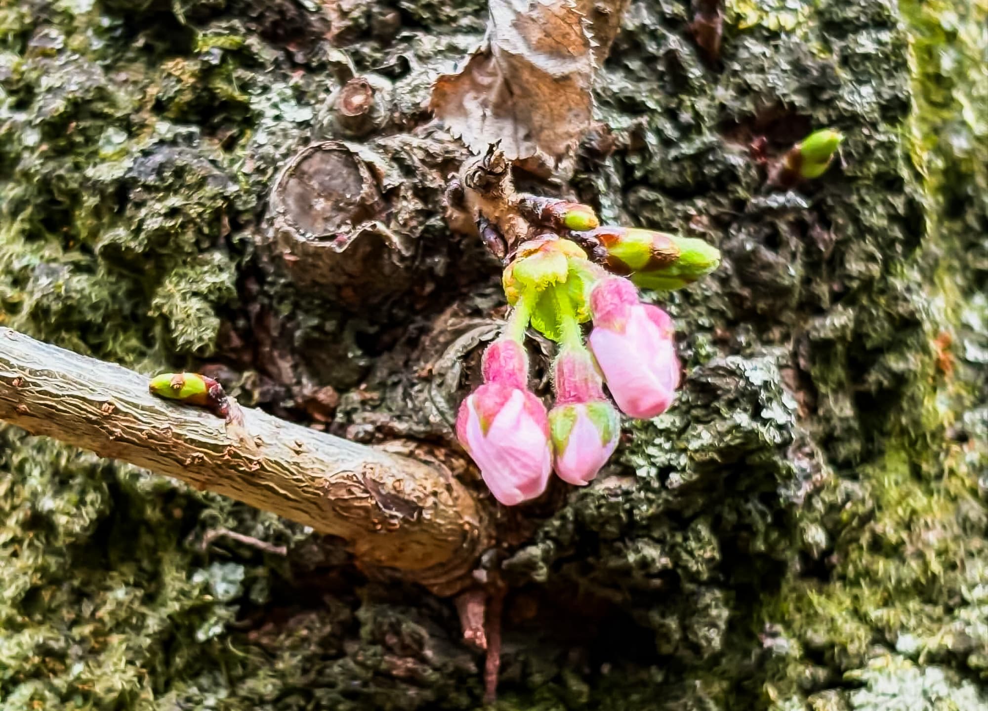 津久井湖城山公園（花の苑地）