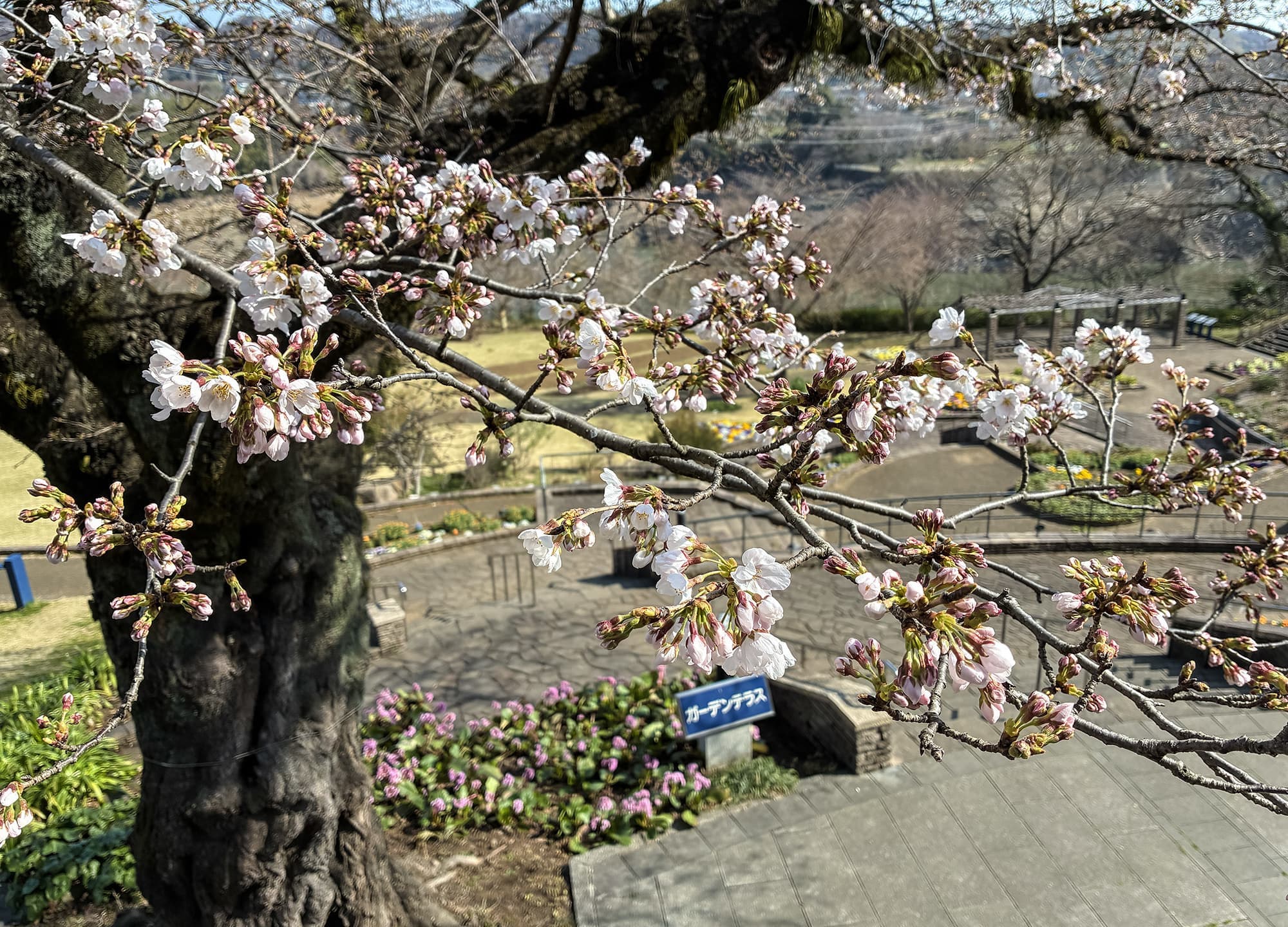 津久井湖城山公園（花の苑地）