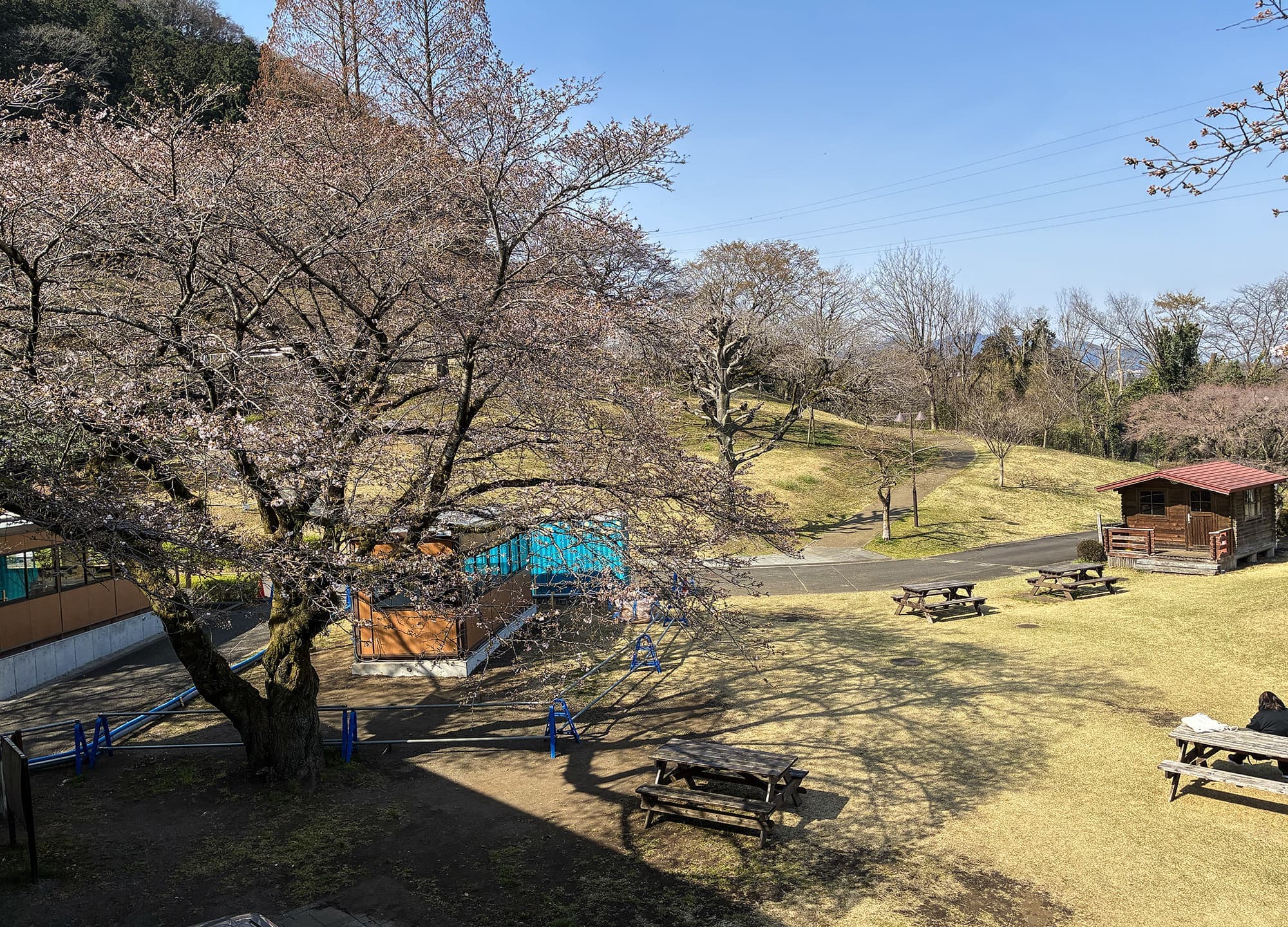 津久井湖城山公園（花の苑地）