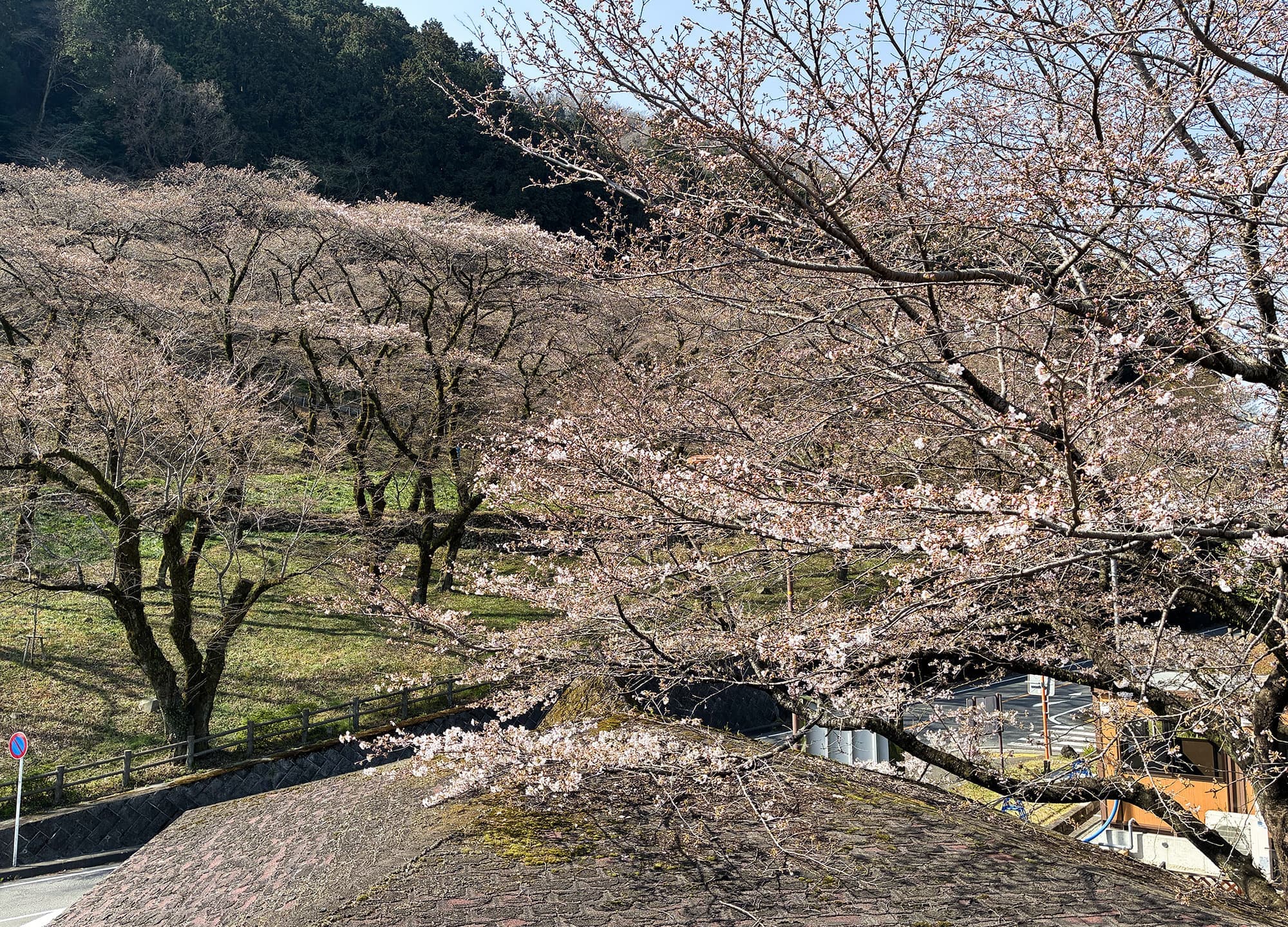 津久井湖城山公園（花の苑地）