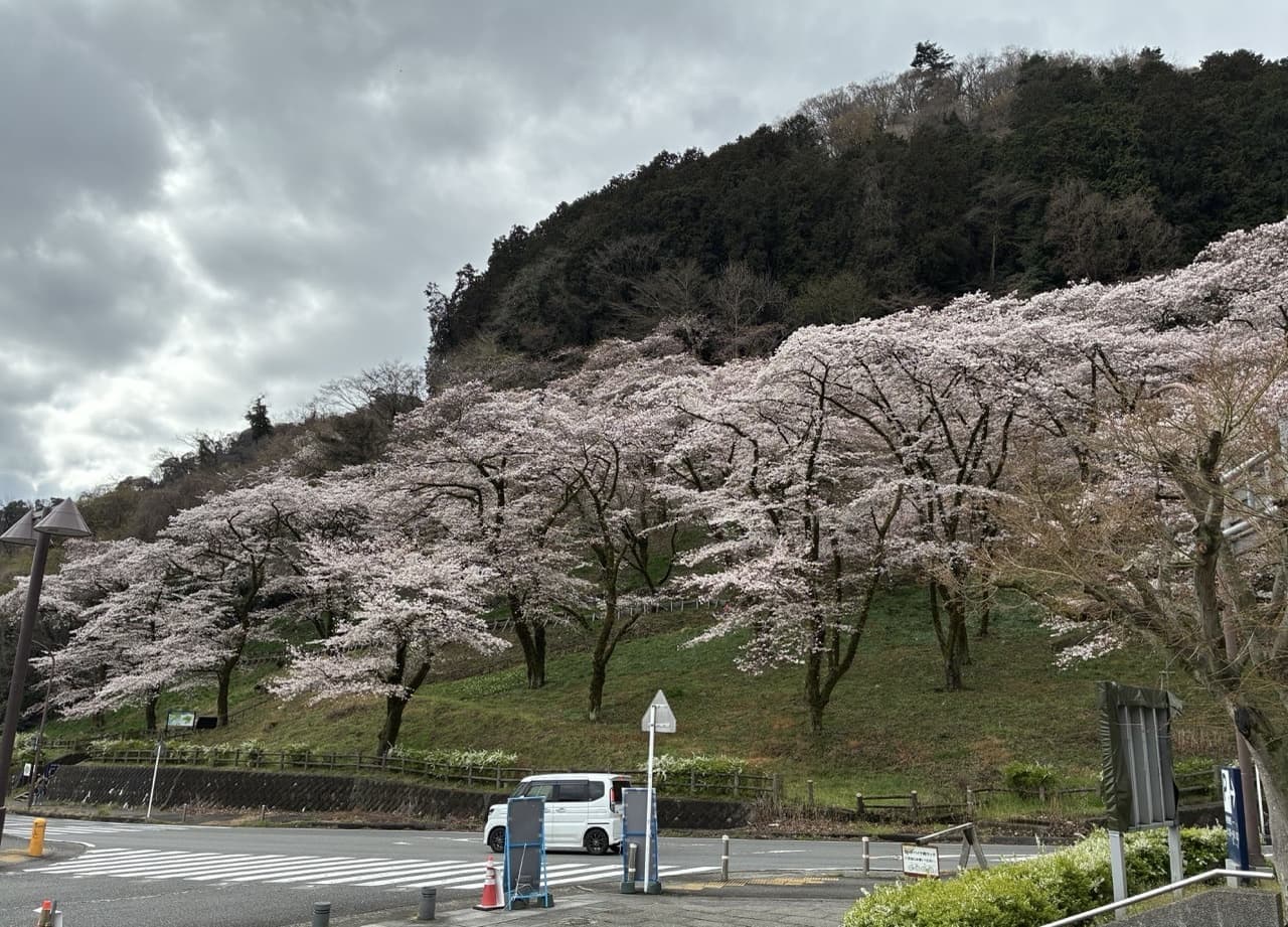 津久井湖城山公園（花の苑地）
