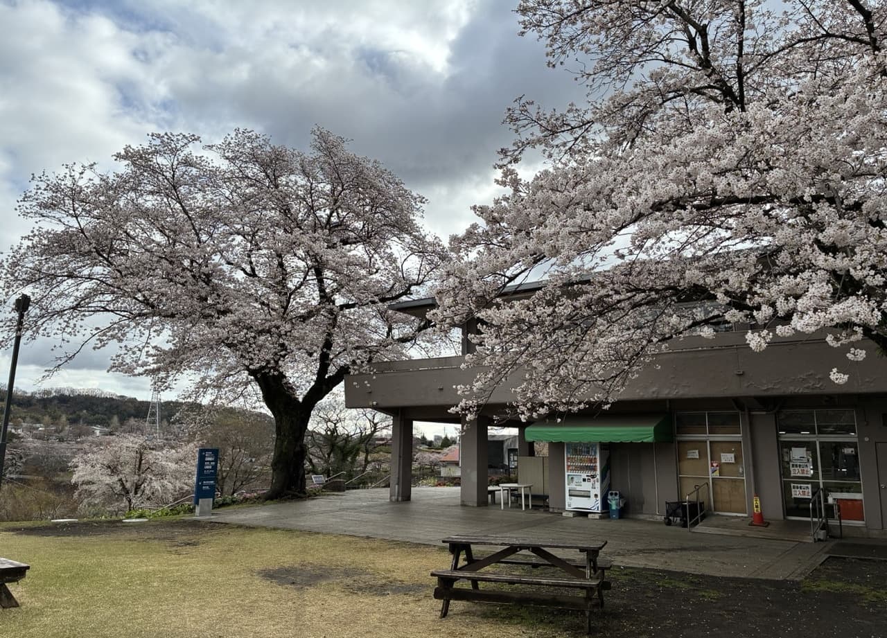 津久井湖城山公園（花の苑地）