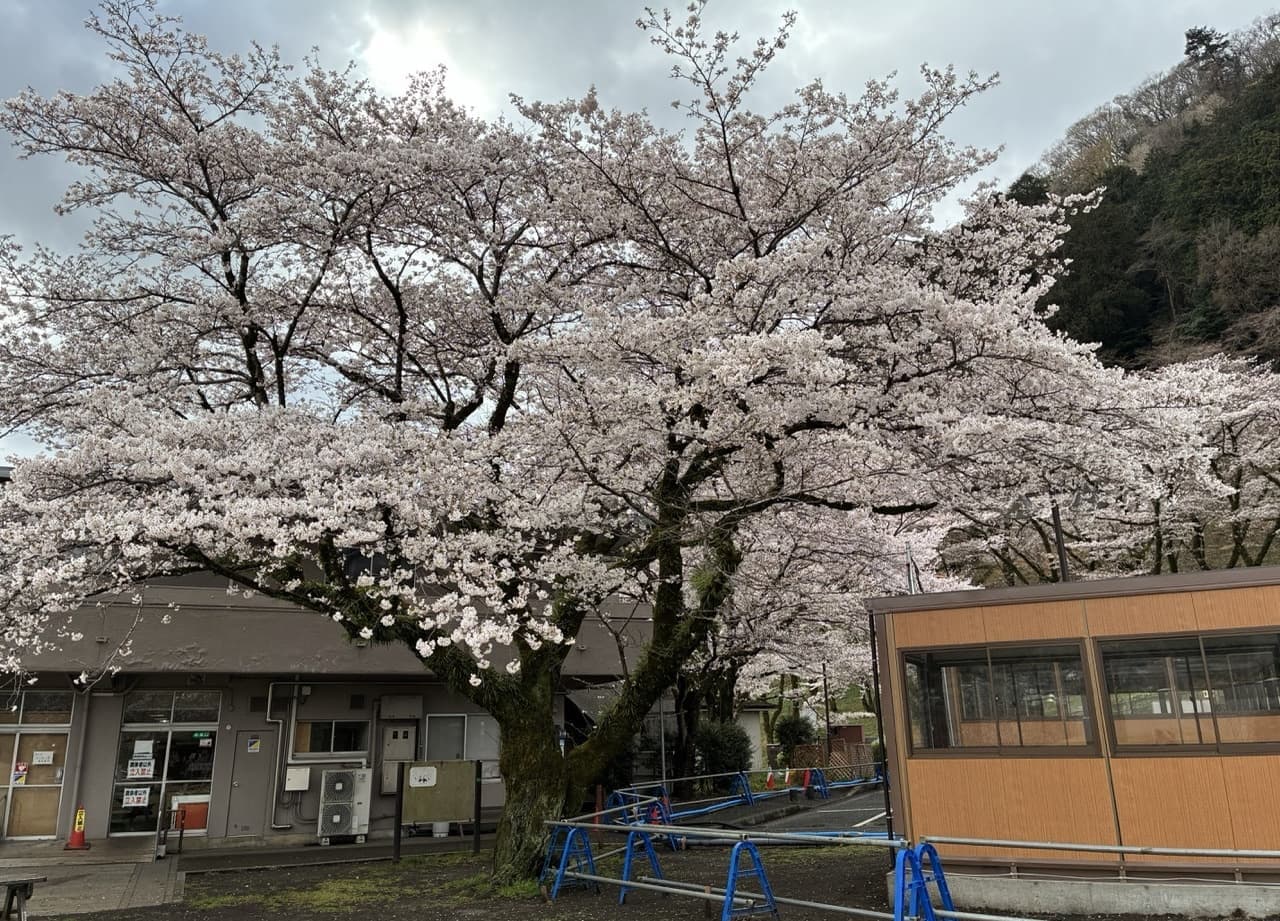 津久井湖城山公園（花の苑地）