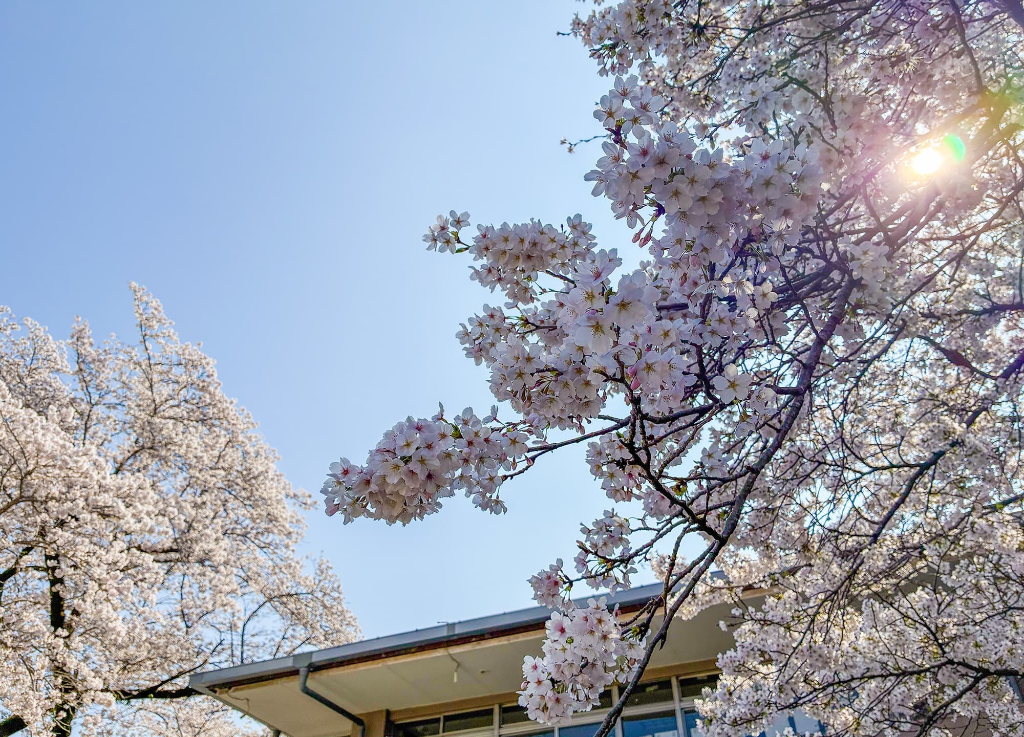 津久井湖城山公園（花の苑地）