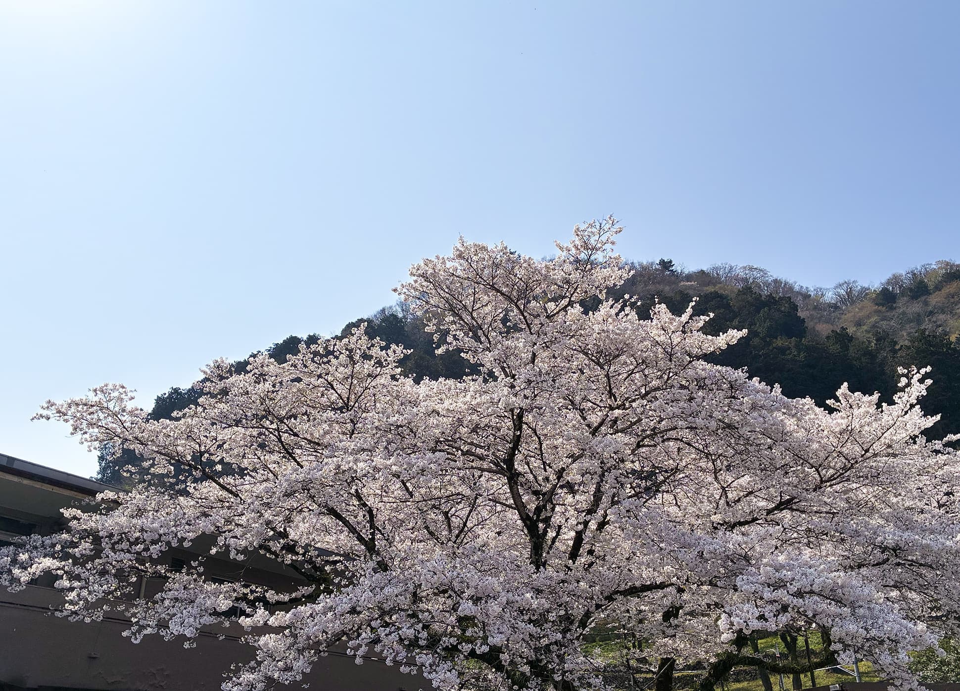 津久井湖城山公園（花の苑地）