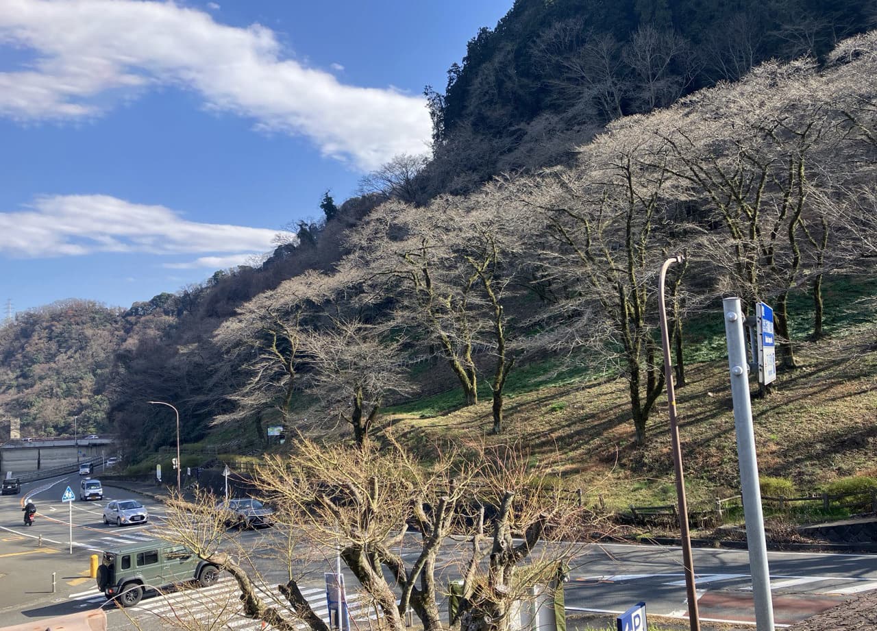 津久井湖城山公園（花の苑地）