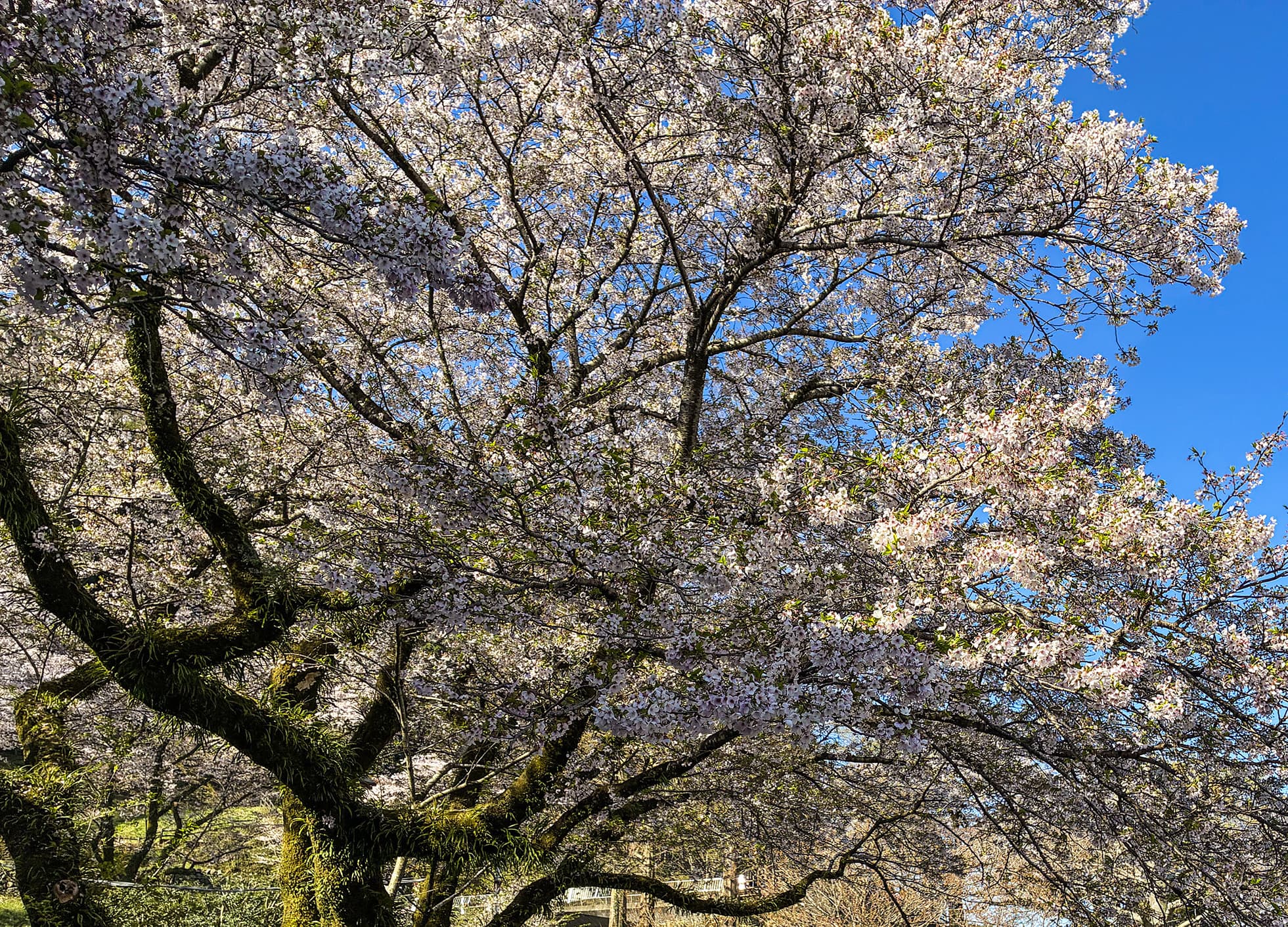 津久井湖城山公園（花の苑地）