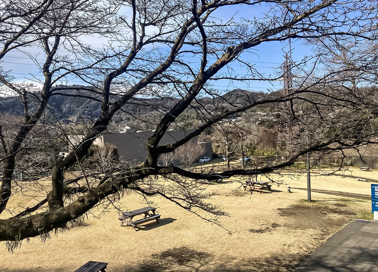 津久井湖城山公園（花の苑地）