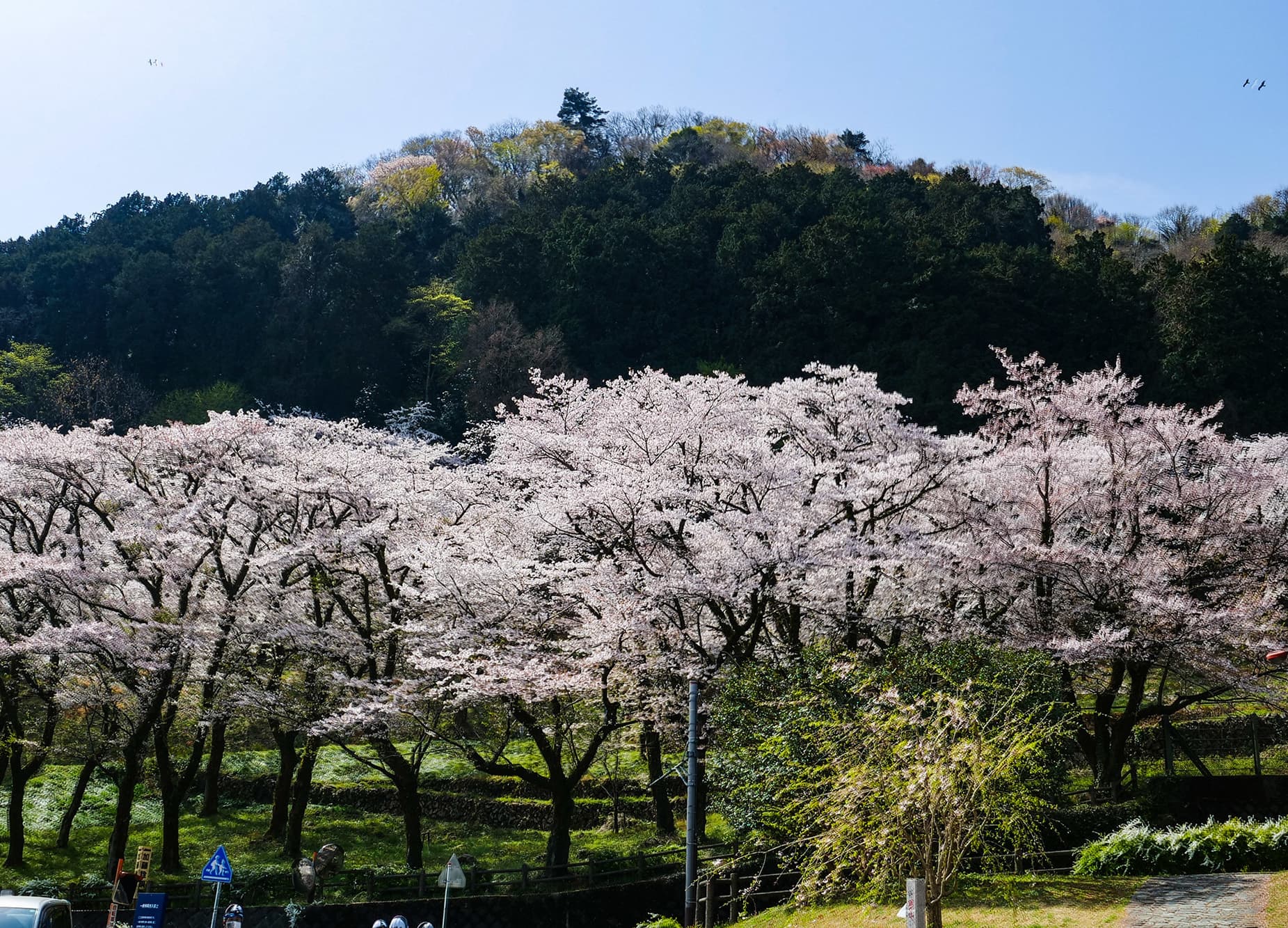 津久井湖城山公園（花の苑地）