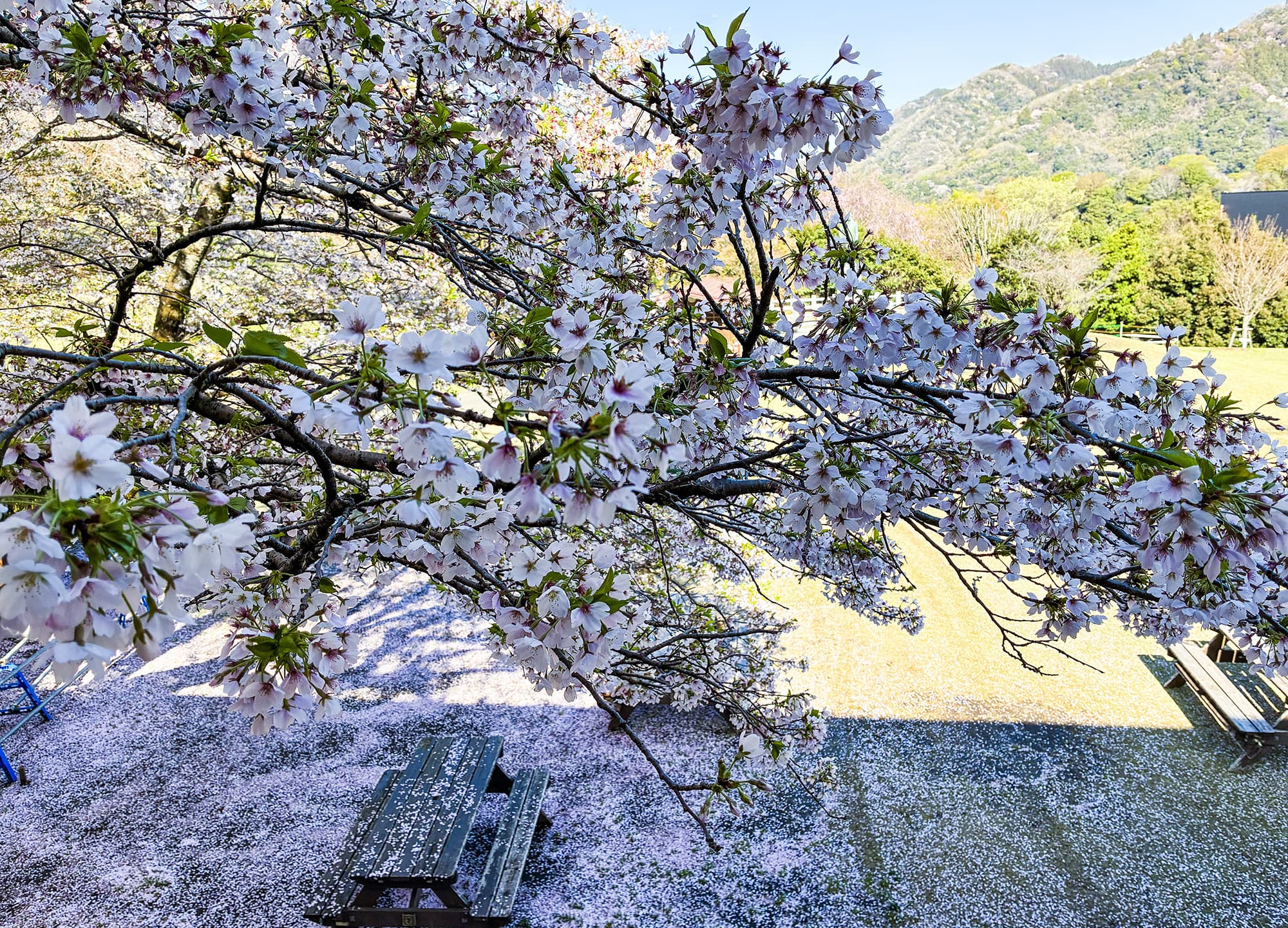津久井湖城山公園（花の苑地）