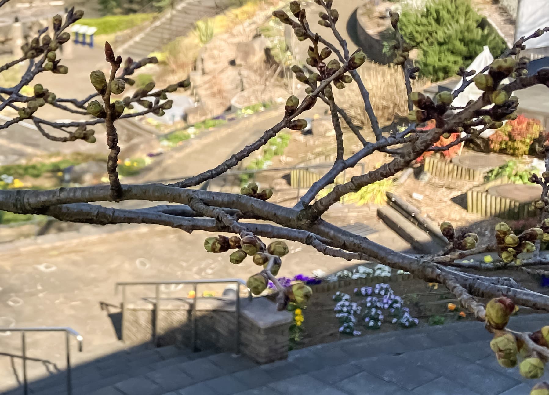 津久井湖城山公園（花の苑地）
