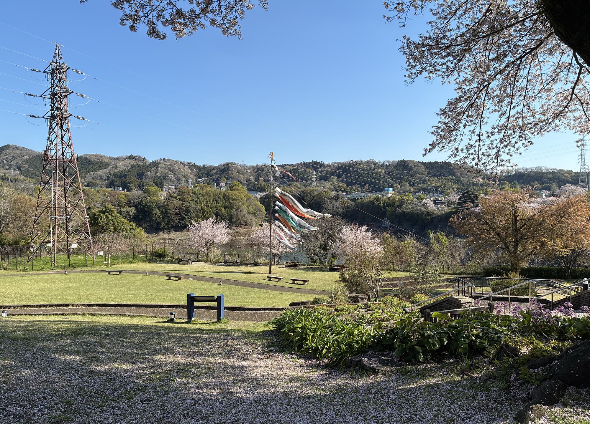 津久井湖城山公園（花の苑地）