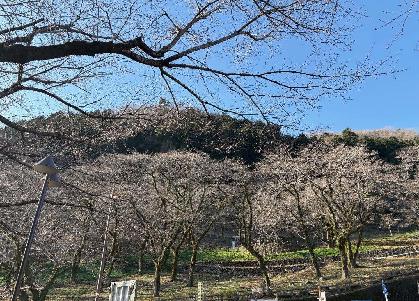 津久井湖城山公園（花の苑地）