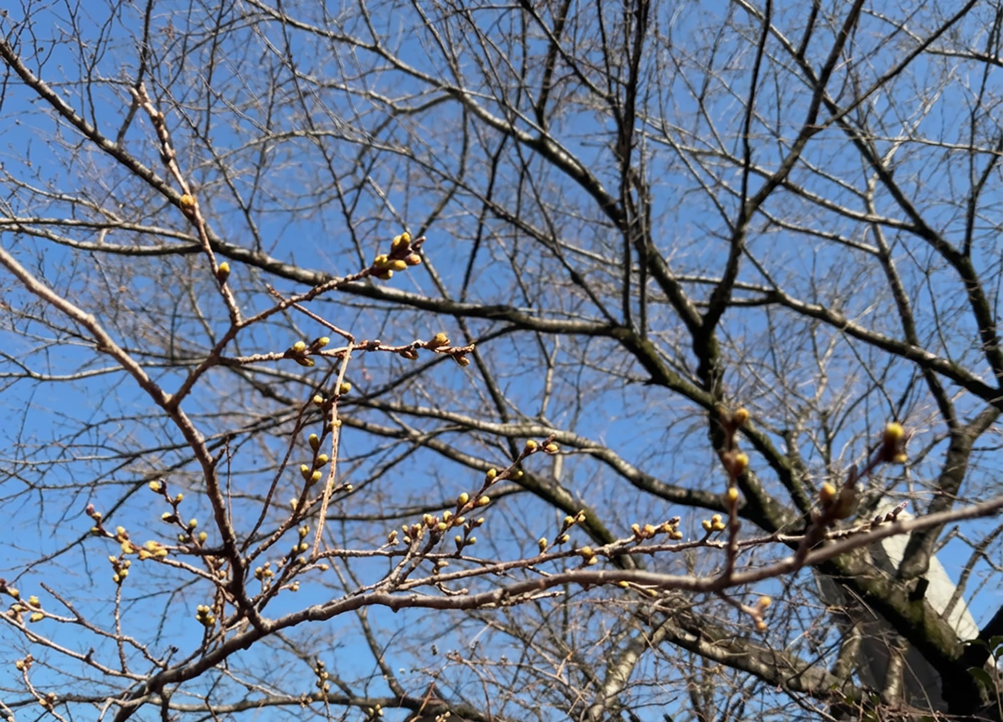 津久井湖城山公園（花の苑地）