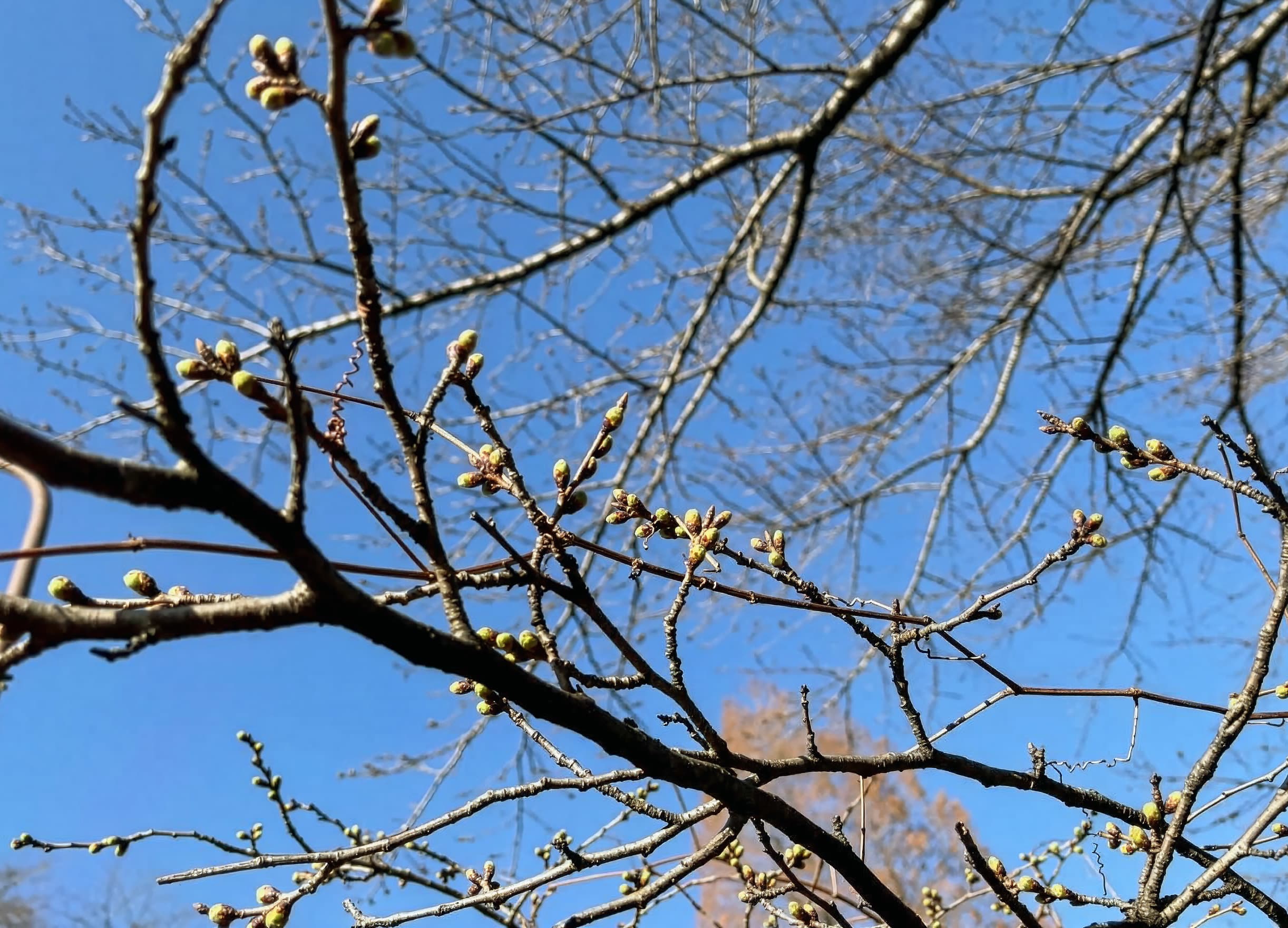 津久井湖城山公園（花の苑地）
