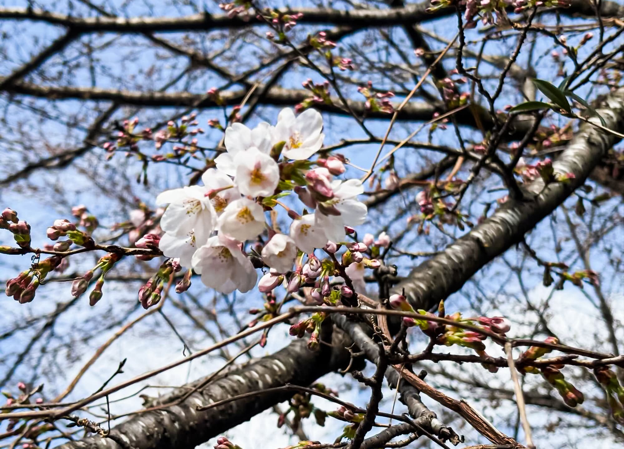 津久井湖城山公園（花の苑地）
