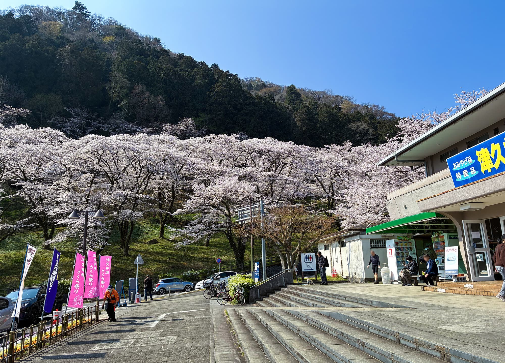 津久井湖城山公園（花の苑地）