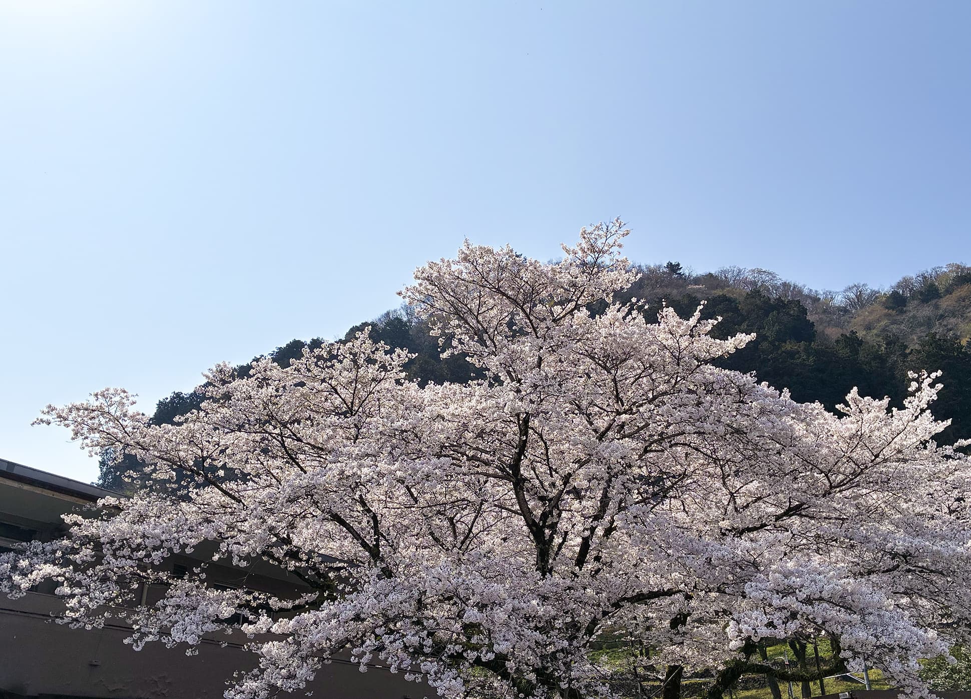 津久井湖城山公園（花の苑地）